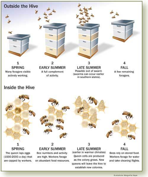 Queen Honey Bee Life Cycle Chart