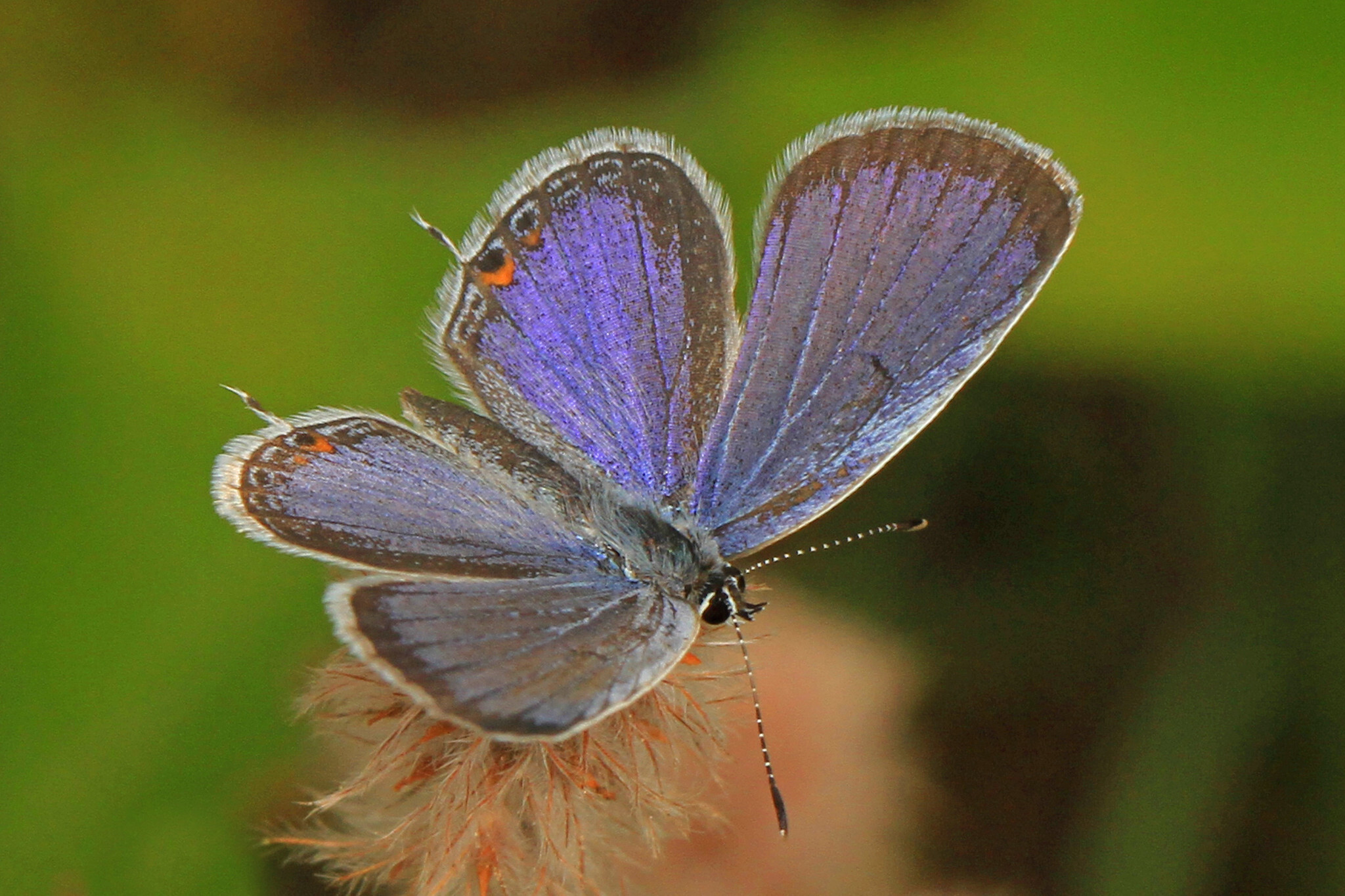 This flashy butterfly species is booming in eastern Oklahoma | KOSU, image size:2048x1365