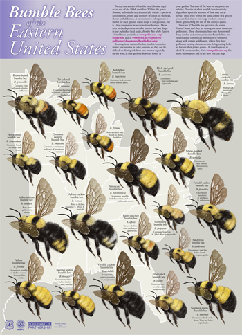 III. Characteristics of Bumblebees