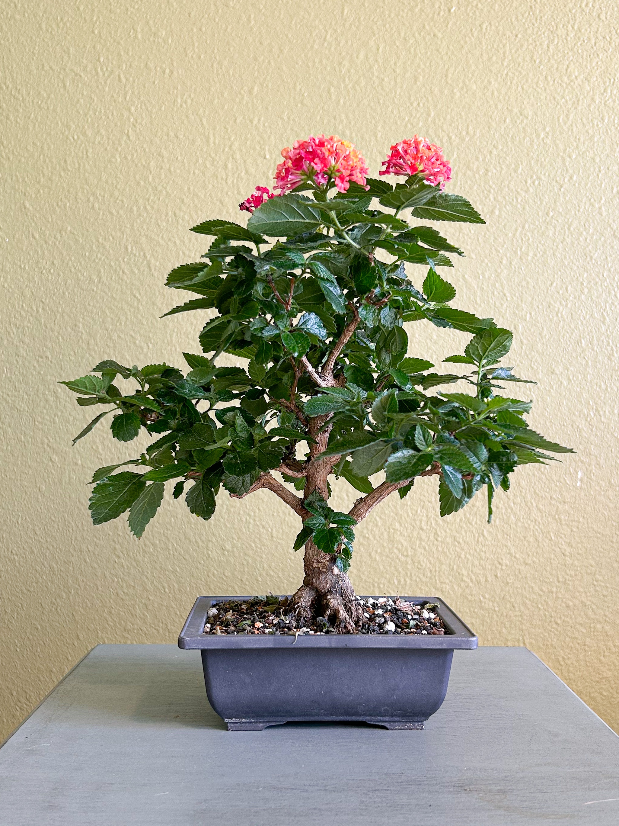 Bridging Passions: How Bonsai Can Grow Your Love for | Pollinator.org