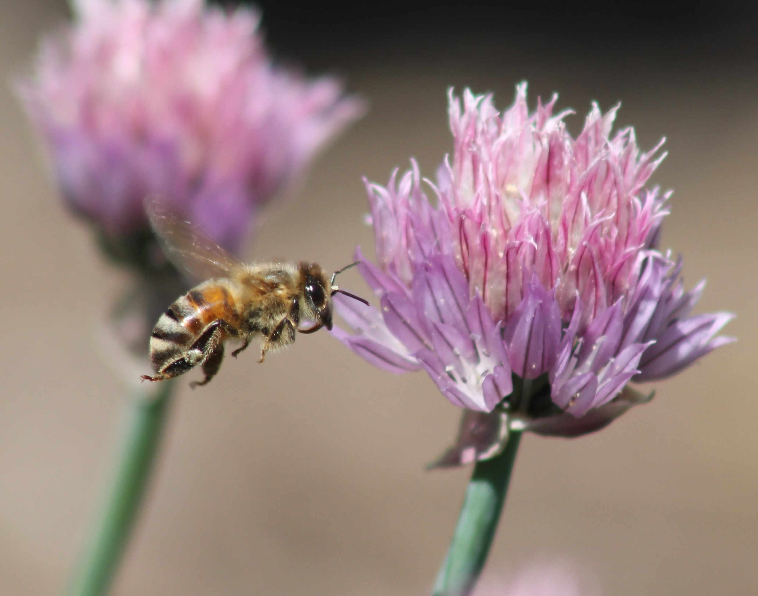 Where Do Pollinators Go In The Winter Blog Pollinator Org