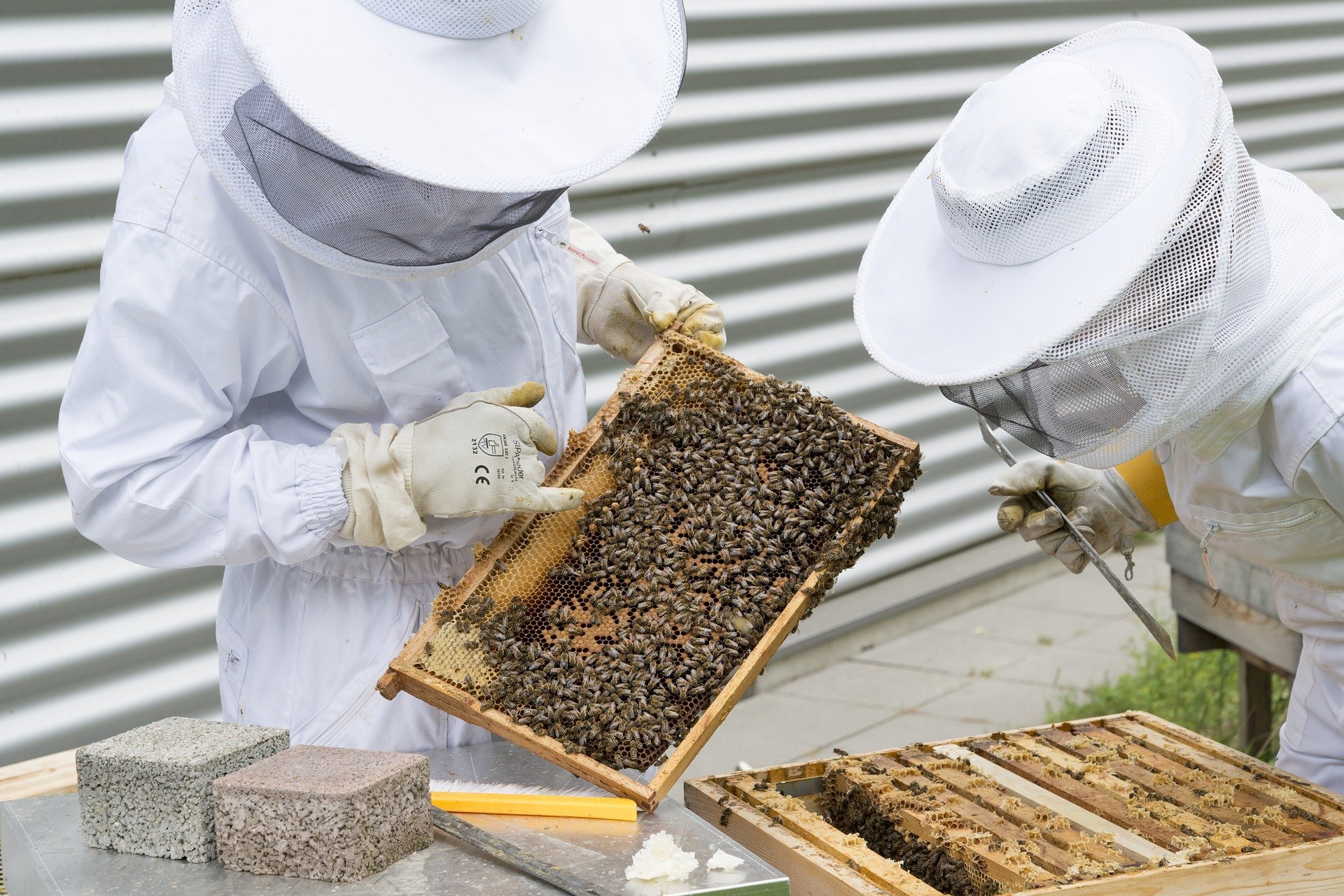 Imker Varroa Beekeeper 10x10 Beekeeping Eco Plus For bees against varroatosis 