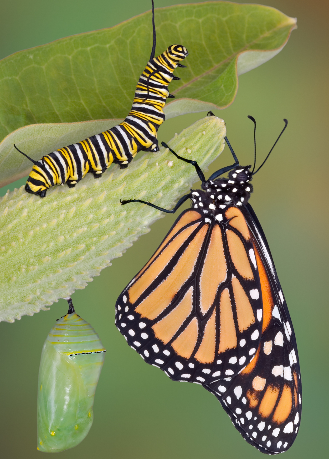 Monarchs | Pollinator.org