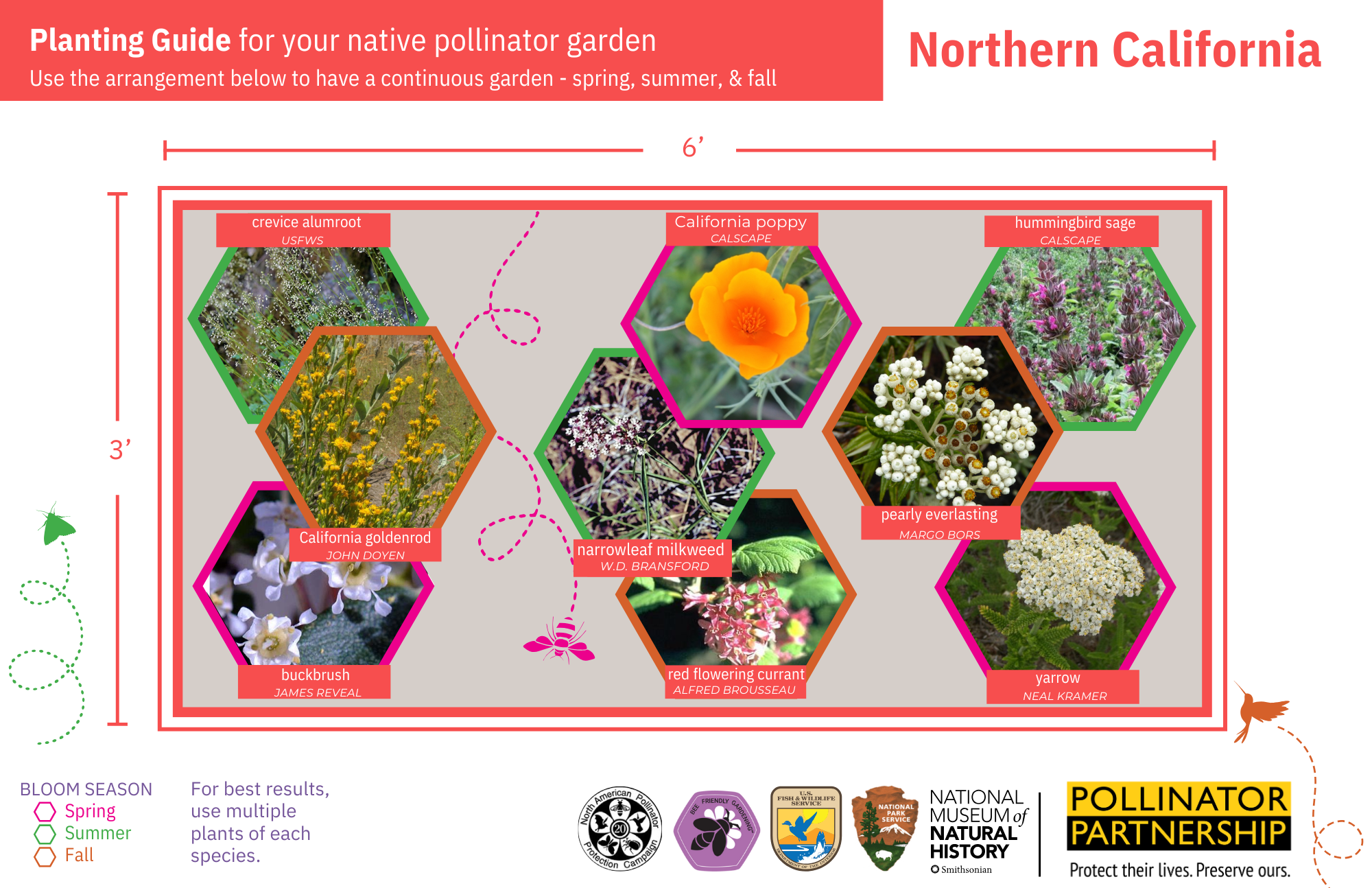 Creating a Pollinator-Friendly Garden: Essential Tips for Success - Transform Your Outdoor Space into a Haven for Blossoming Wildlife