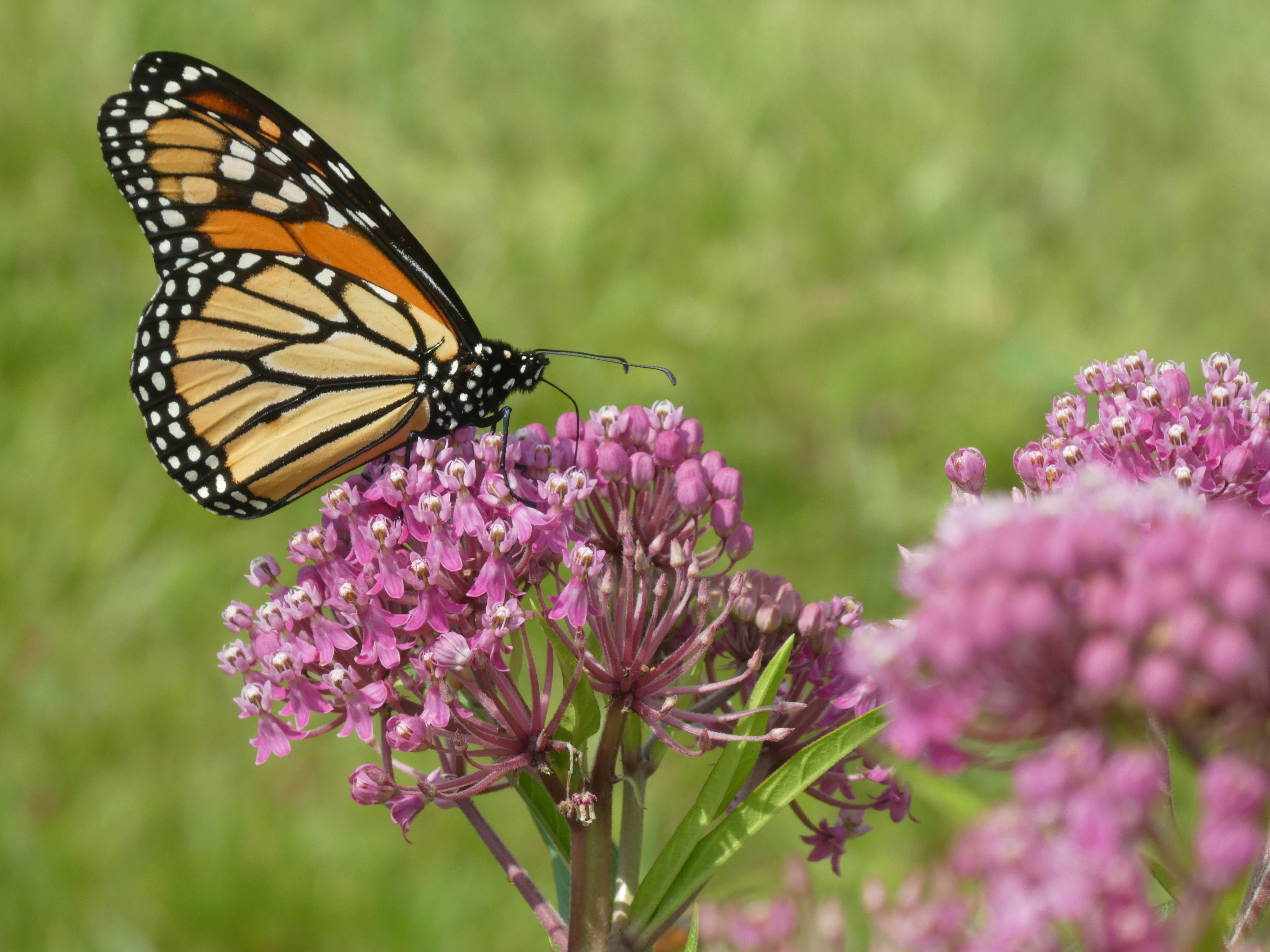 MWAEBF | Pollinator.org