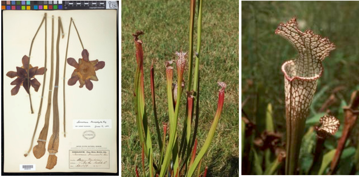 Poster 2015 Pollinatororg - 
