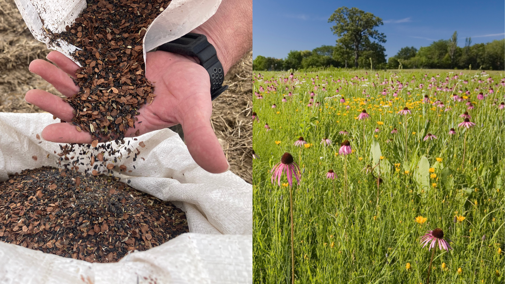 Native Seed Grants | Pollinator.org