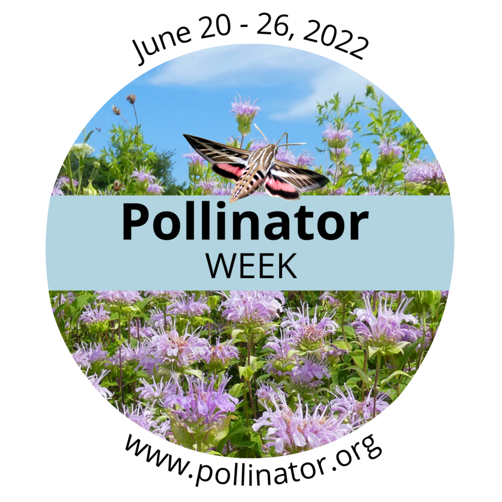 Pollinator Party