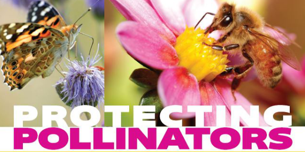 Pesticides, Bees and Plant-Pollinator Interactions, Thursday, Dec. 14,  2023, 11 a.m. - 12 p.m. PST - News & Events - UI Extension in Boundary  County