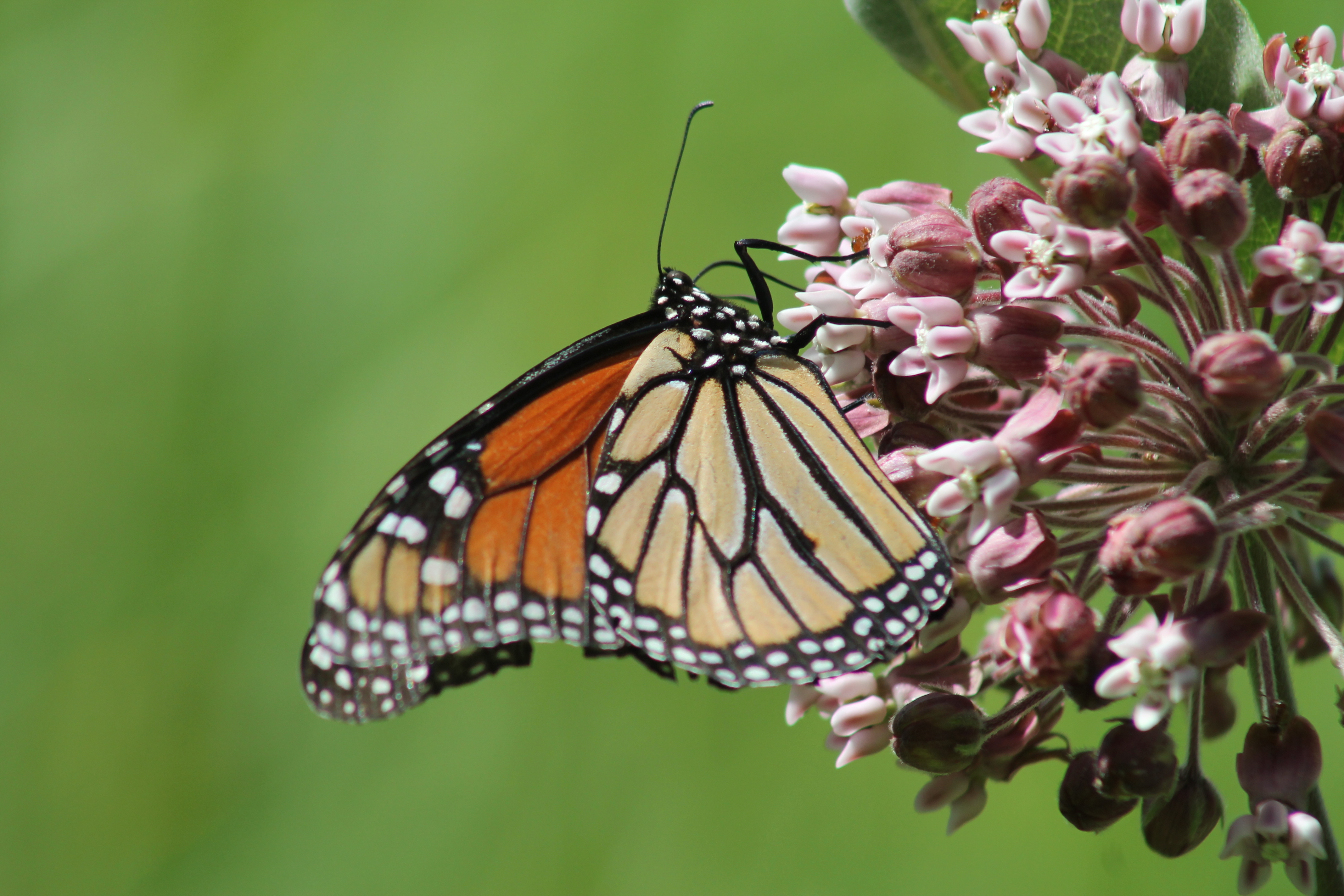 Monarch Task Force | Pollinator.org