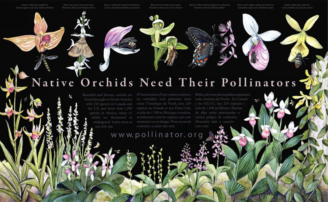 Orchid Poster Pollinator