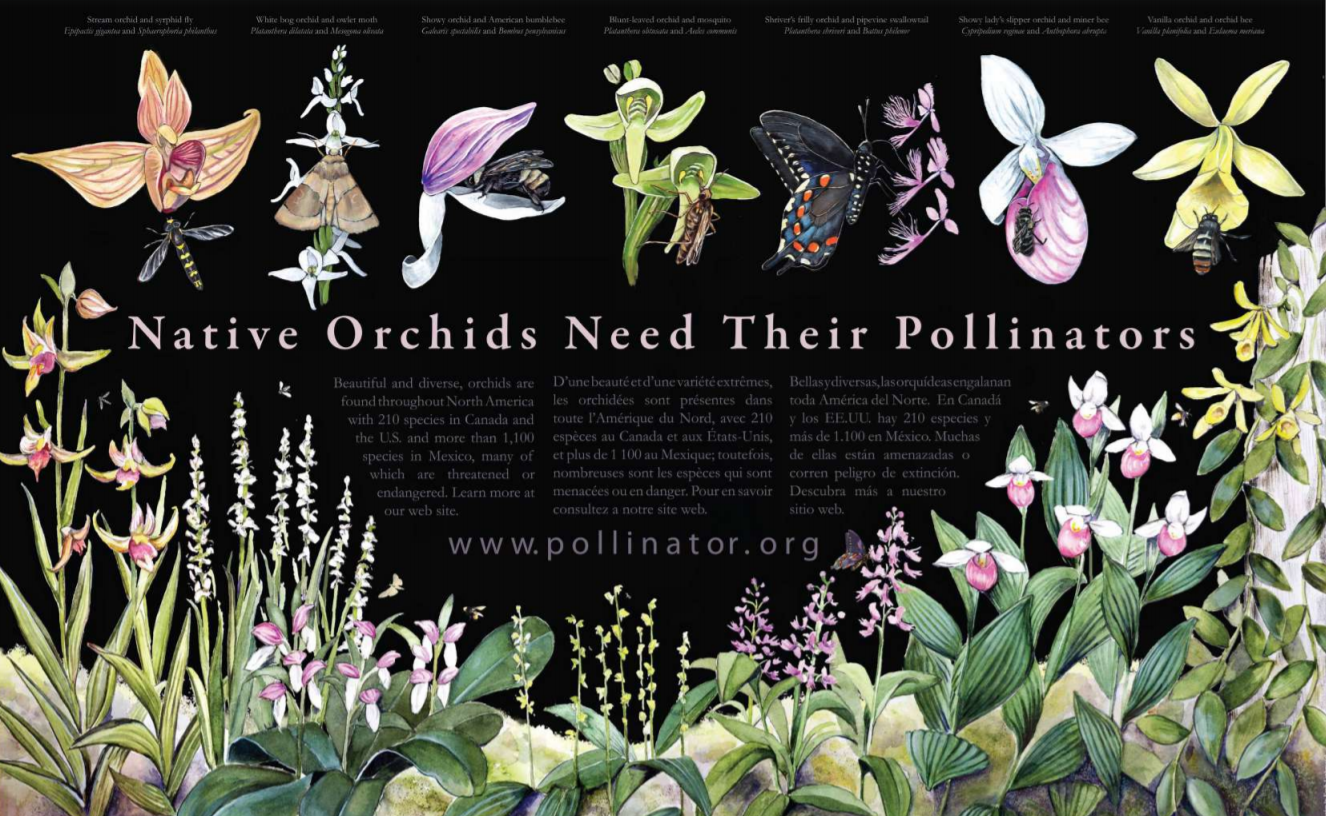 Orchid Poster Pollinator Org