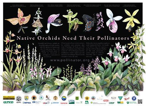 Orchid Identification Chart