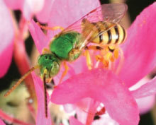 Pollinator Prairie | Pollinator.org