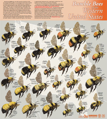 Bee Identification Chart